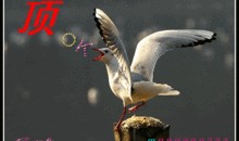 大雁娱乐爆料是真的吗,真相究竟如何？